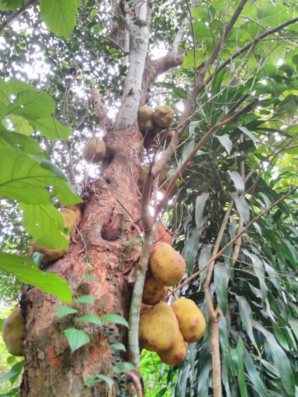 Cordel Farms Mangalore Bagian luar foto